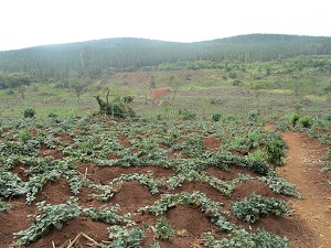 Farm land in Uganda