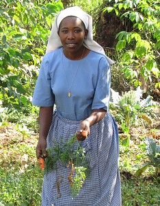 Harvesting carrots in Uganda