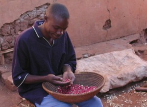 Young man preparing beans